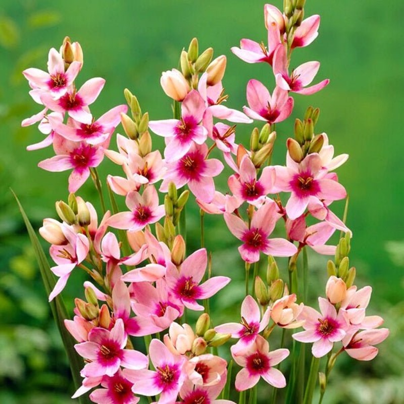 Ixia Giant (Pink) – Bulbs|Set of 3|Set of 5