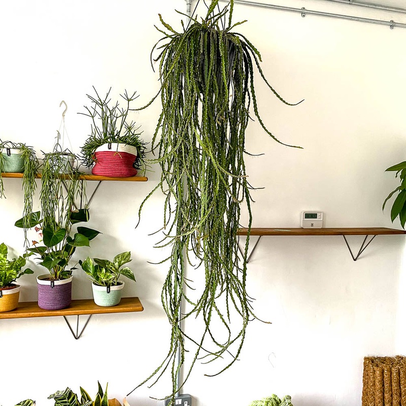 Lepisium Cruciforme|25cm pot (~200cm plant)