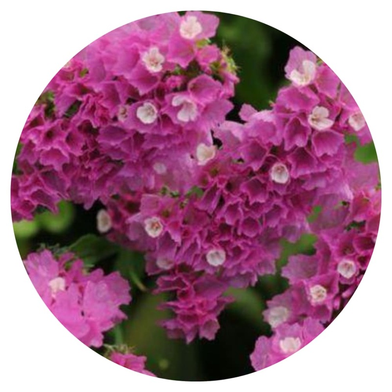 Limonium sinuatum QIS Rose | Statice