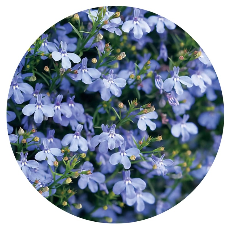 Lobelia erinus Riviera Blue Sky | Trailing Lobelia