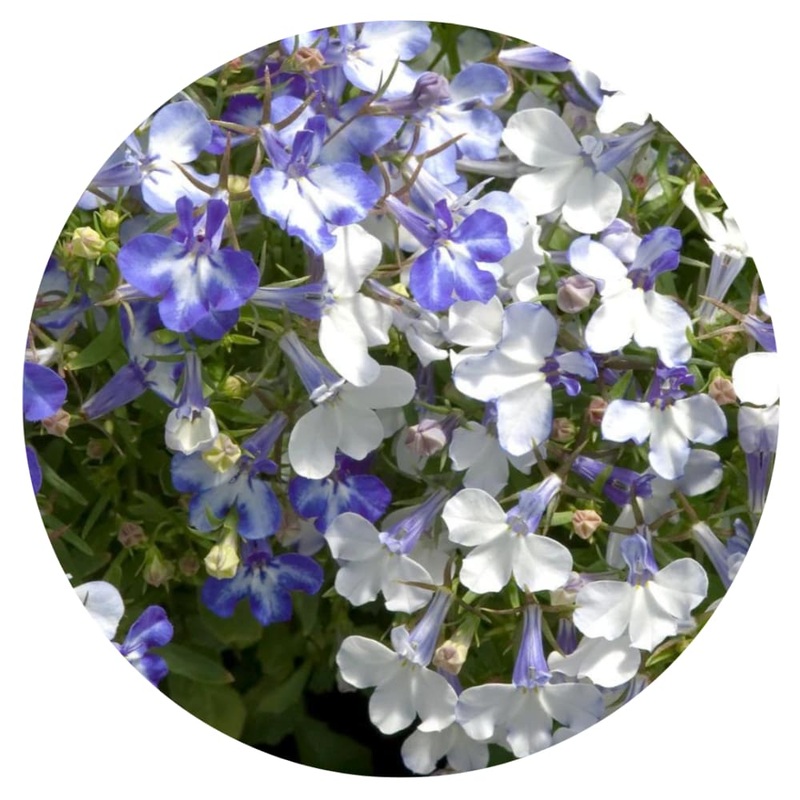 Lobelia Riviera Blue Splash | Lobelia erinus
