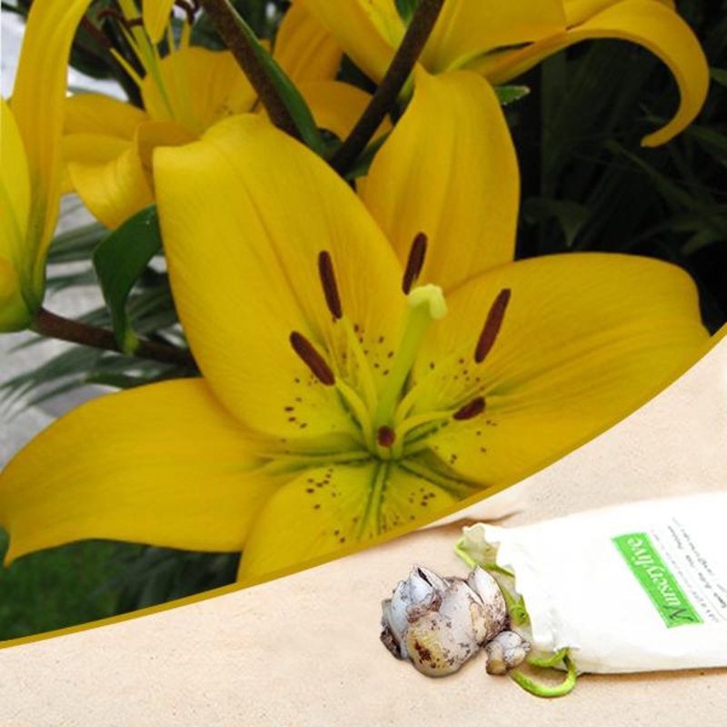 Malesco Asiatic Lily (Yellow) – Bulbs (set of 5)