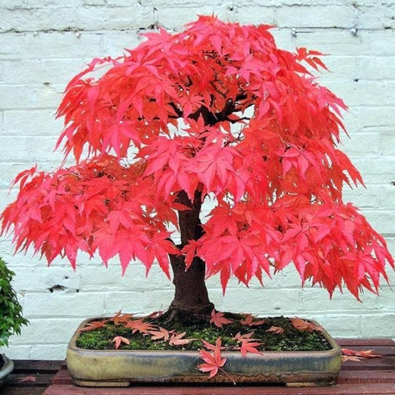 Maple Bonsai ( Mix Colors Color ) – 5 Seeds