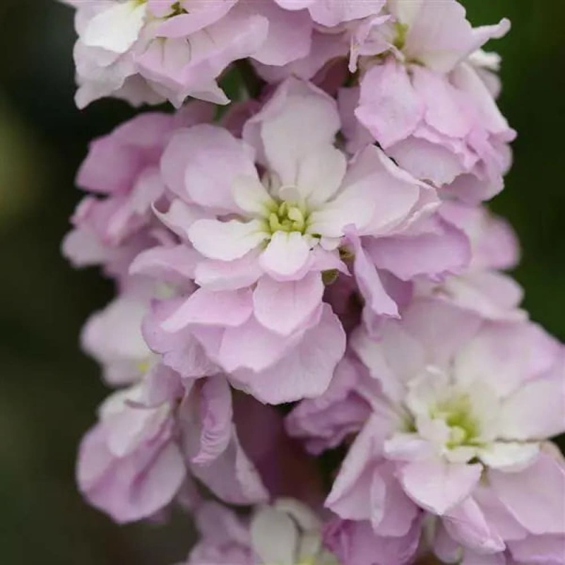 Matthiola Column Pink Sweetheart