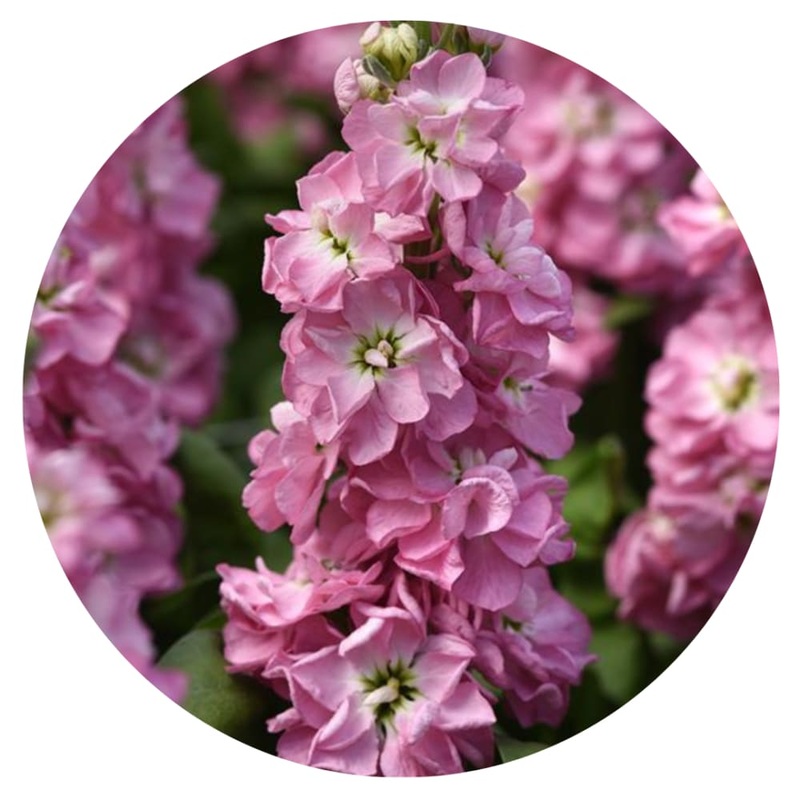 Matthiola incana Mathilda Antique Rose