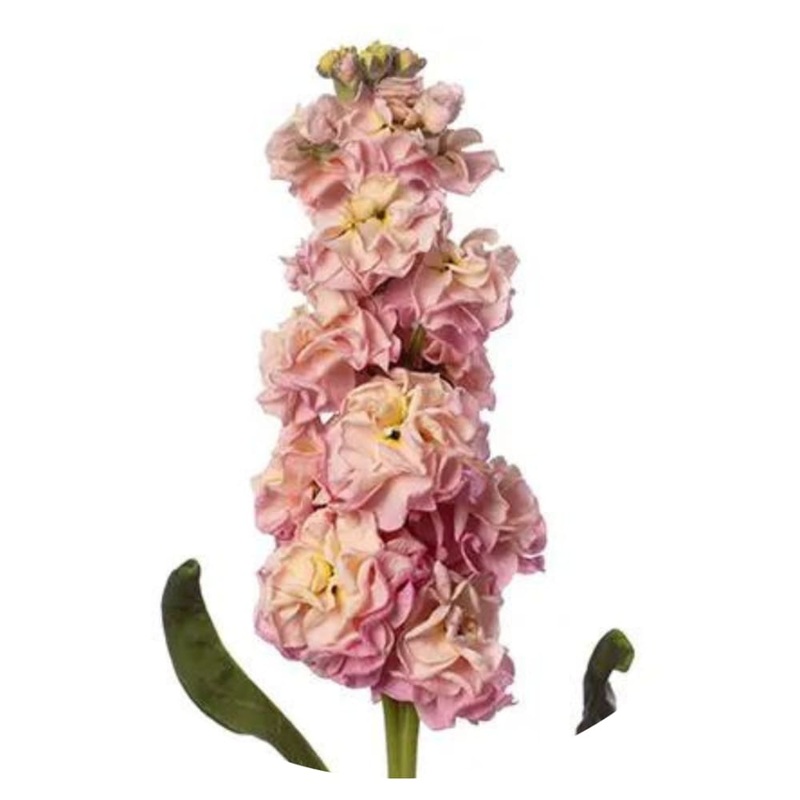 Matthiola incana StoX Champagne | Stock