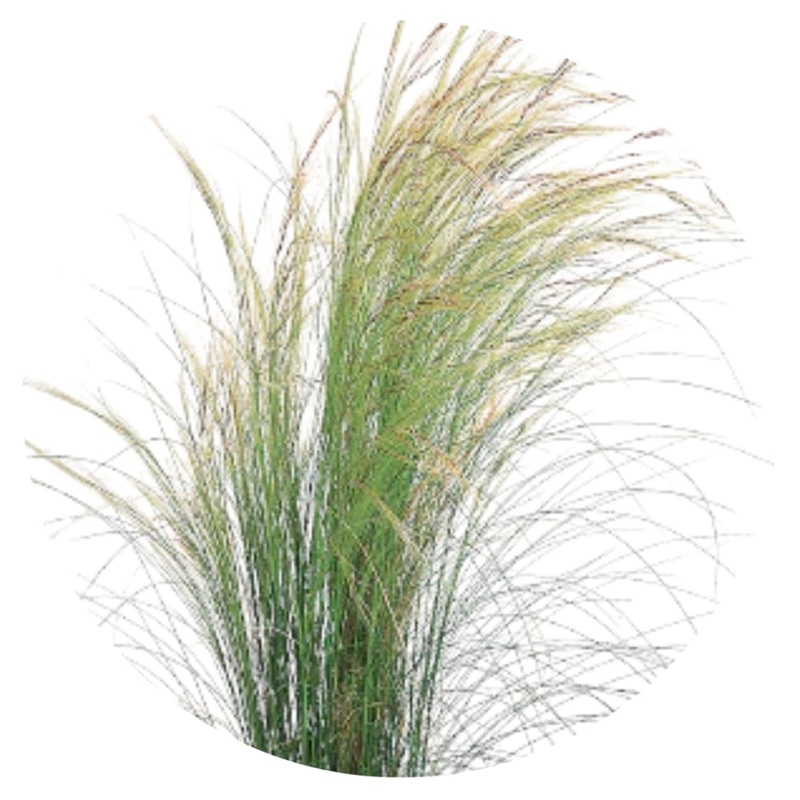 Nassella tenuissima Pony Tails | Mexican feather grass