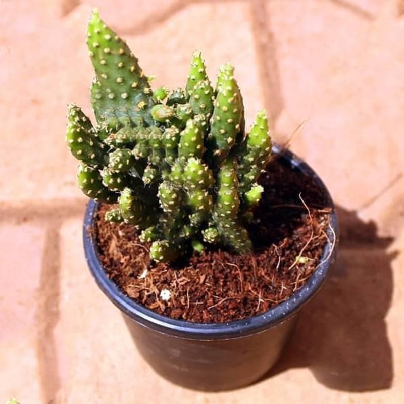 Opuntia tuna monstrosa – Cactus Plant