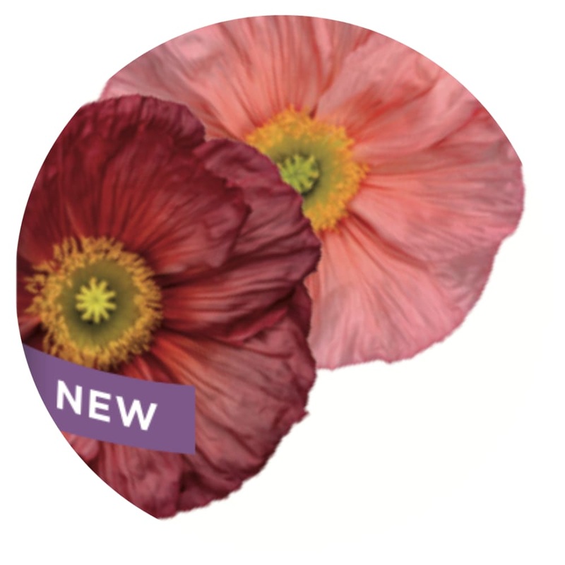 Papaver nudicaule Colibr CICLAMINO | Iceland Poppy