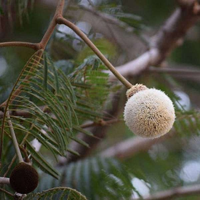 Parkia Biglandulosa, Badminton Ball Tree – 0.5 kg Seeds