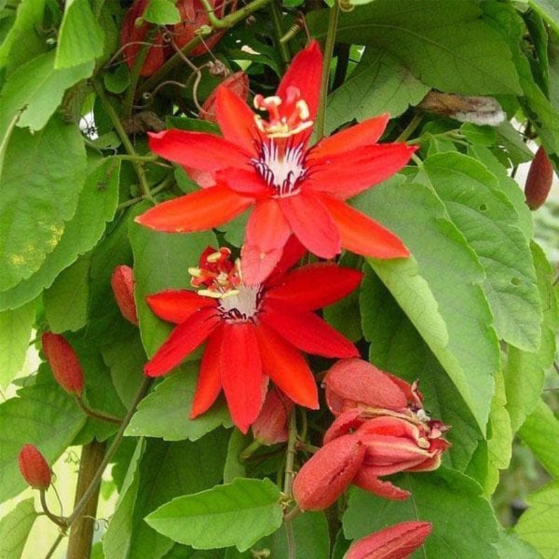 Passion Flower, Krishna Kamal, Passiflora Vitifolia – Plant
