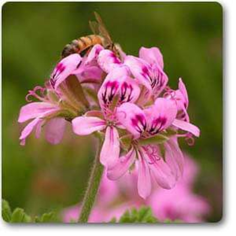 Pelargonium graveolens – Plant