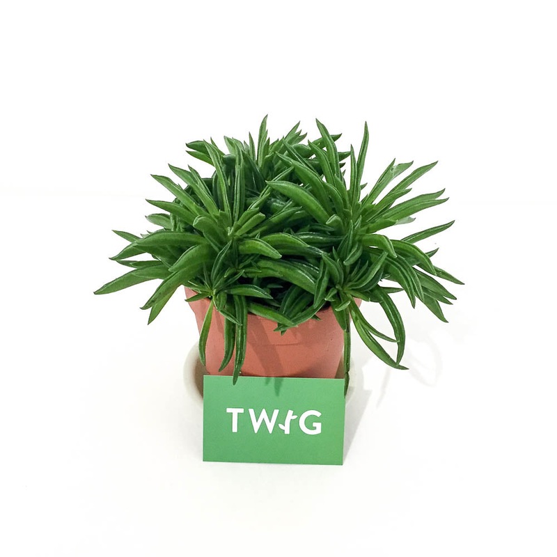 Peperomia Happy Bean|6cm pot