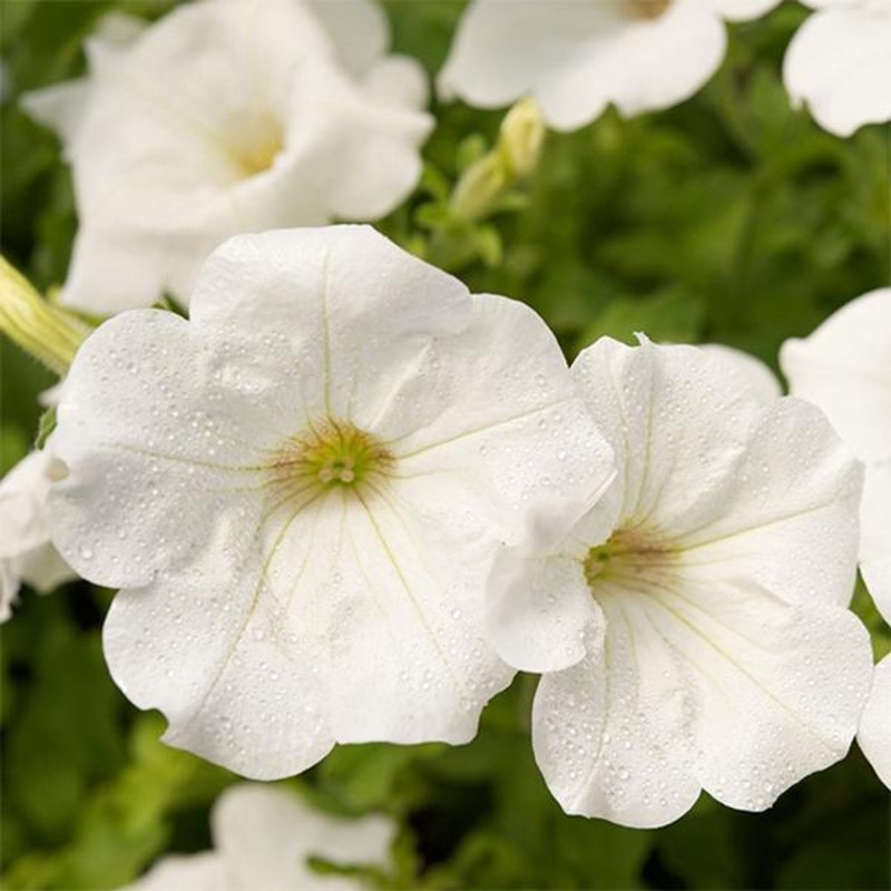 Petunia (White) – Plant