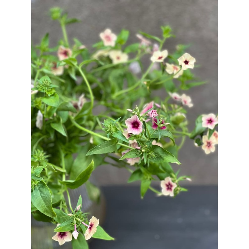 Phlox Drummondii|10