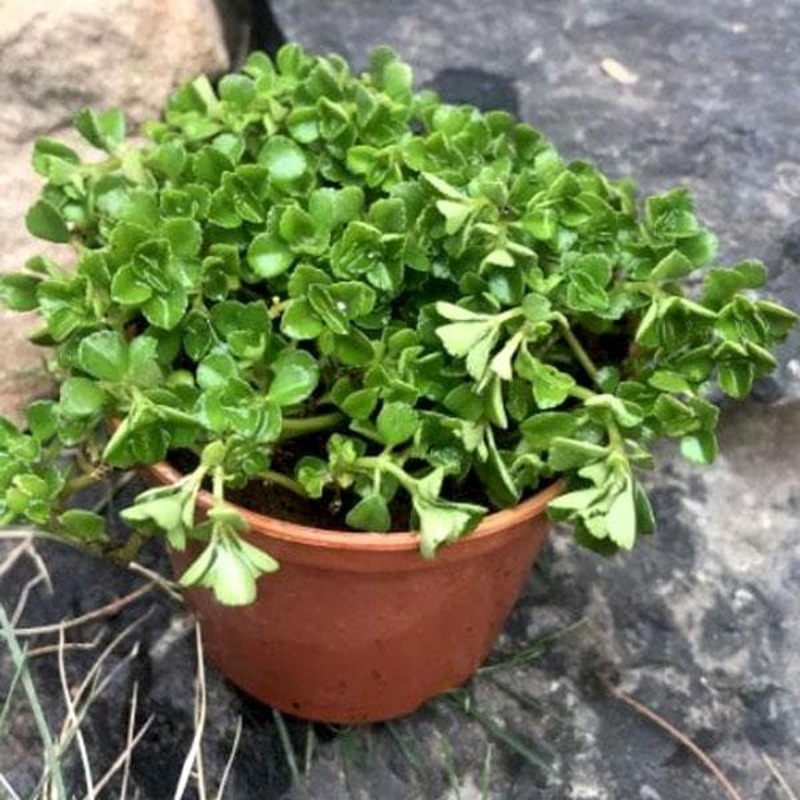 Pilea Glauca, Pilea Blue – Plant