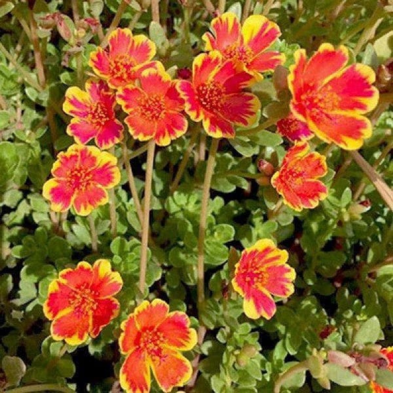 Portulaca, 10 O Clock (Sunrise) – Plant