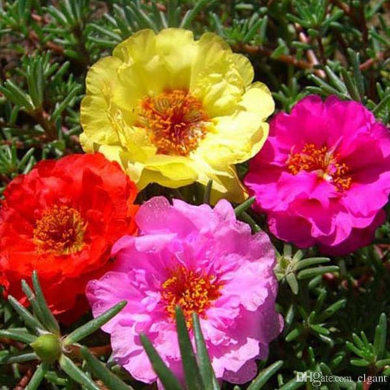 Portulaca, 9 O Clock (Any Color) – Plant