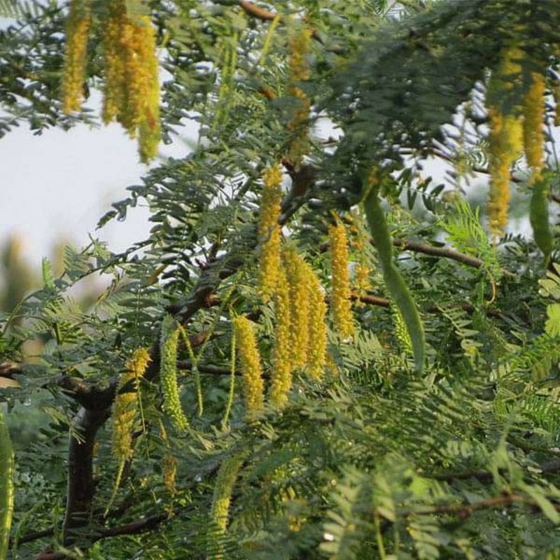Prosopis Cineraria, Shami – 0.5 kg Seeds