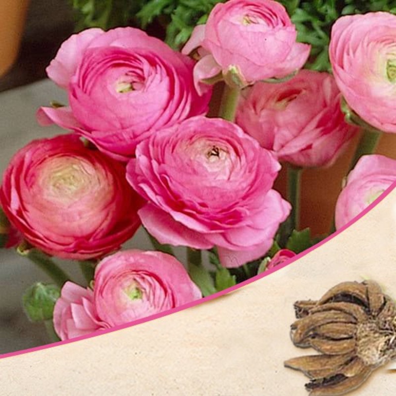 Ranunculus (Pink) – Bulbs (set of 5)