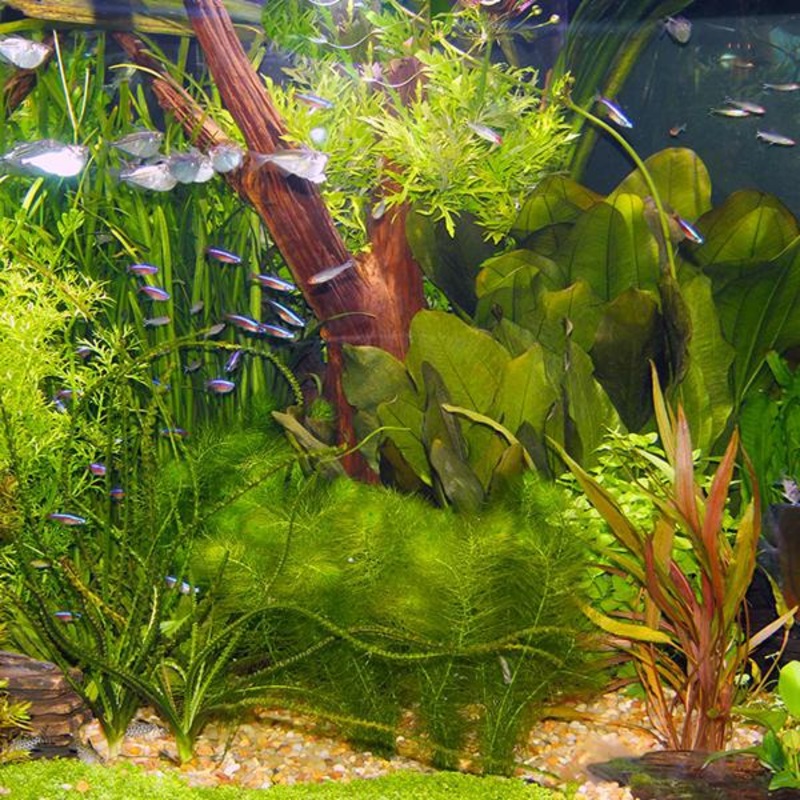 Rare Aquarium Plants ( 22 Varieties Mix Colors ) – 50 Seeds