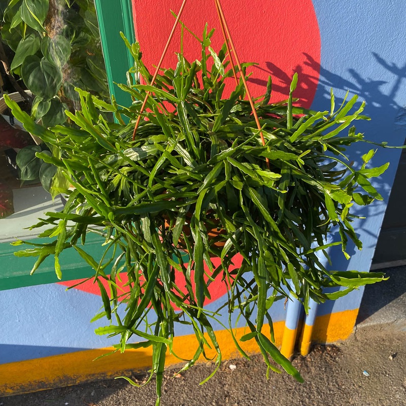 Rhipsalis Micrantha|25cm pot