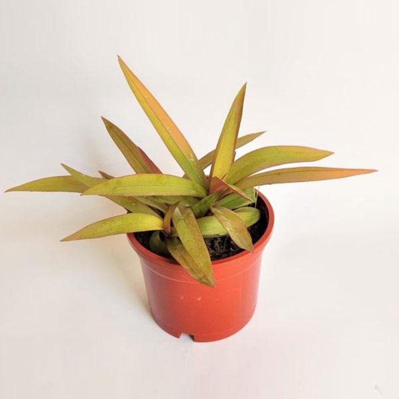 Rhoeo Golden, Rhoeo Spathacea Sitara Gold – Plant