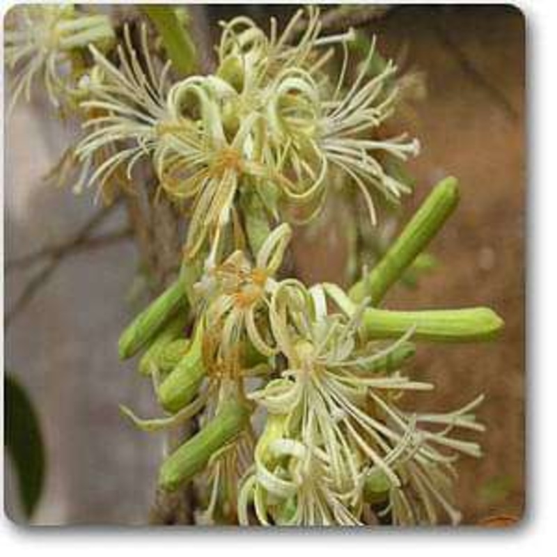 Sage-leaved alangium – Plant