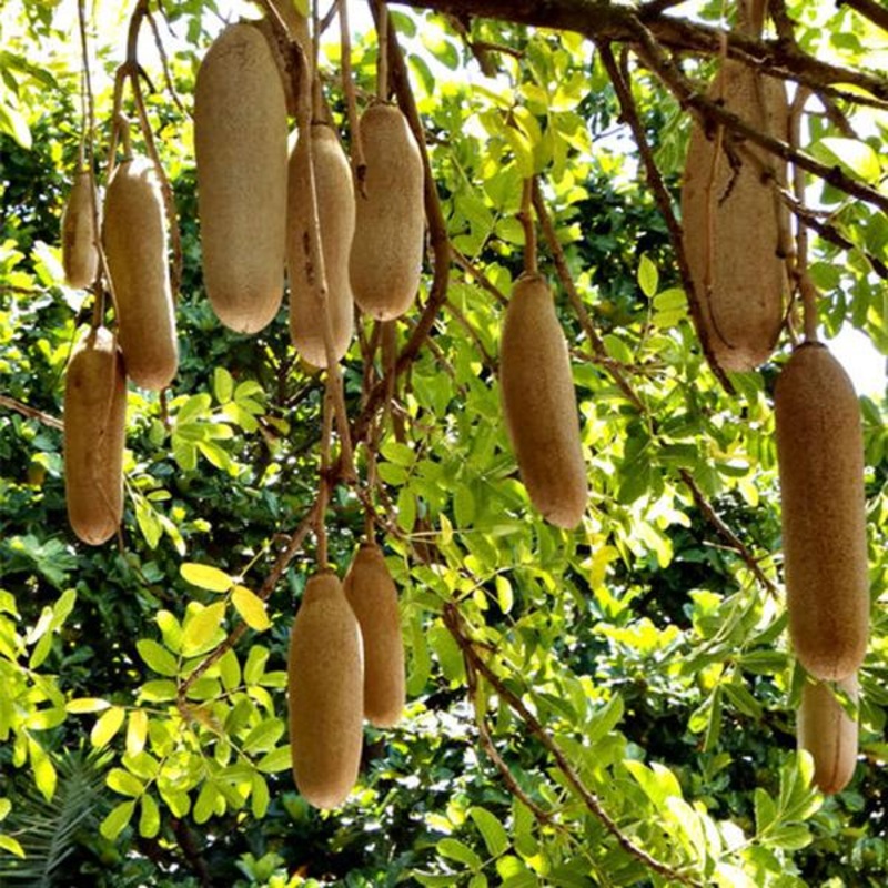 Sausage Tree, Cucumber Tree – Plant