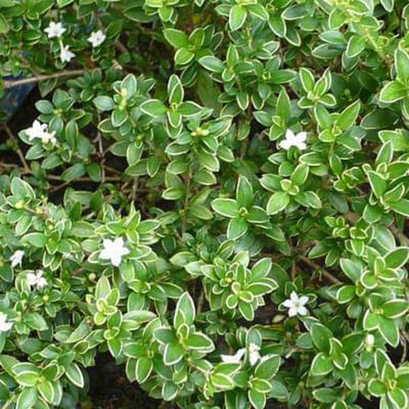 Serissa foetida – Plant