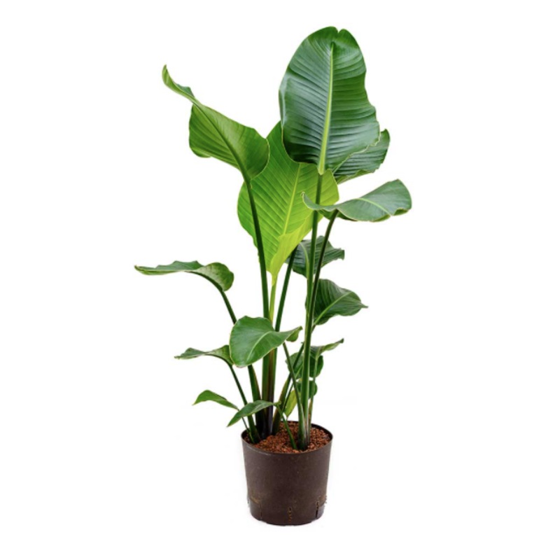 Strelitzia Nicolai|21cm pot (100cm plant)
