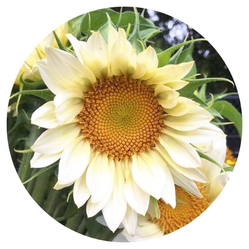 Sunflower ProCut White Lite F1 | Helianthus annuus