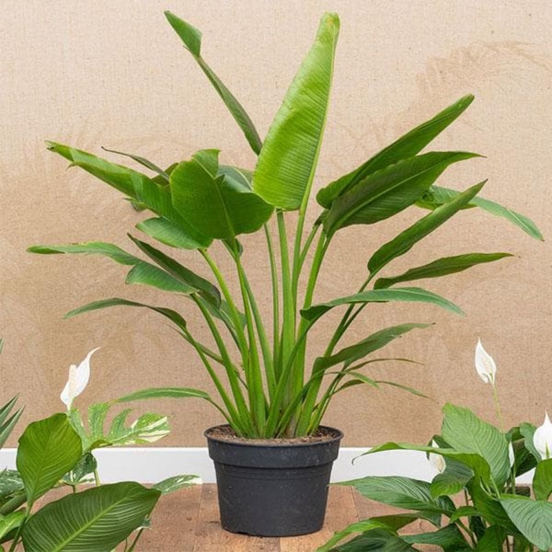 Travellar Palm – Plant