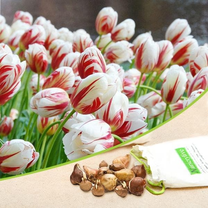 Tulip Leen Van Demark (Red, White) – Bulbs (set of 5)