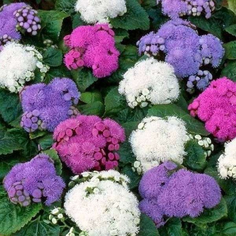 Ageratum F1 Hawaii Mixed Color – Flower Seeds