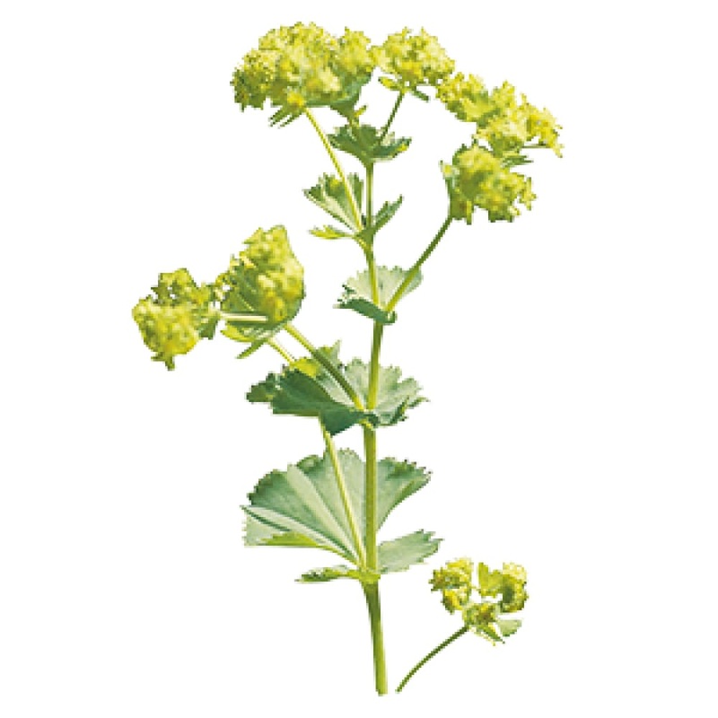 Alchemilla mollis Thriller | Lady’s-mantle