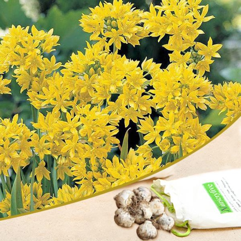 Allium Moly (Yellow) – Bulbs|Set of 3|Set of 5