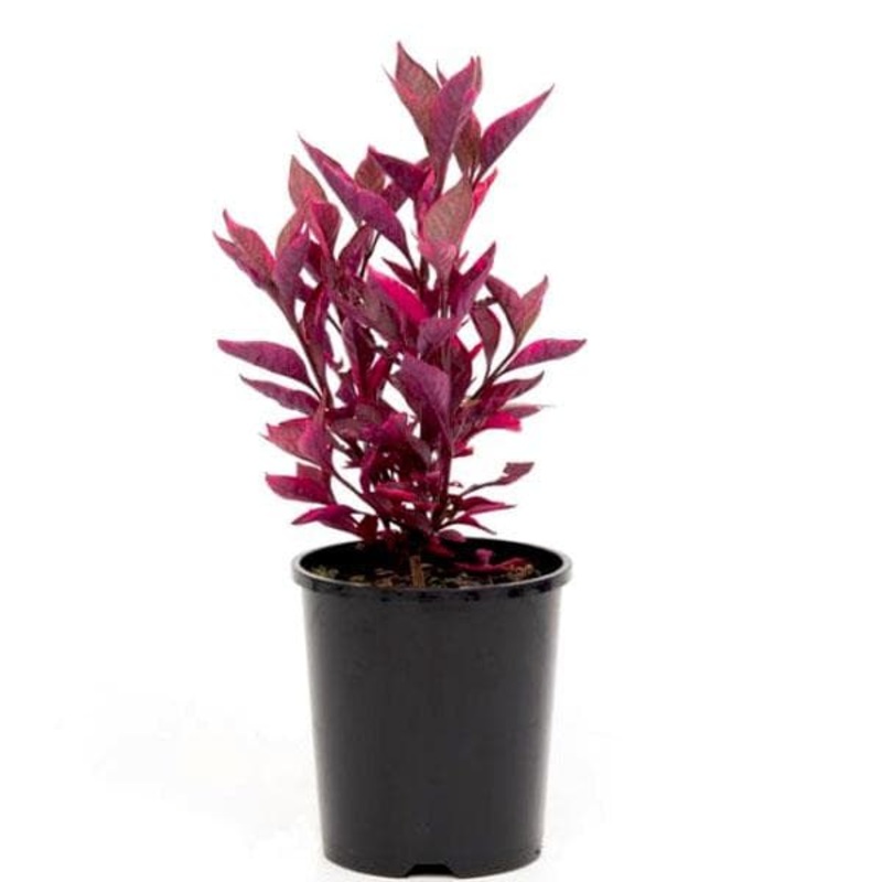 Alternanthera (Red) – Plant