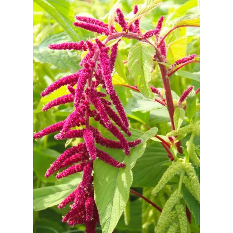 Amaranthus caudatus Red | Love-Lies-Bleeding | Hanging Amaranth | Cut Flower Variety