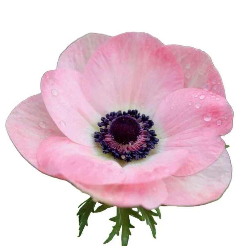 Anemone Mistral ROSA CHIARO | Italian Anemone | Corm size: 2/3