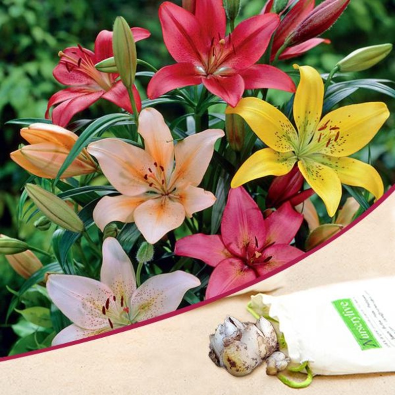 Asiatic Lilies (Mix Color) – Bulbs (set of 5)