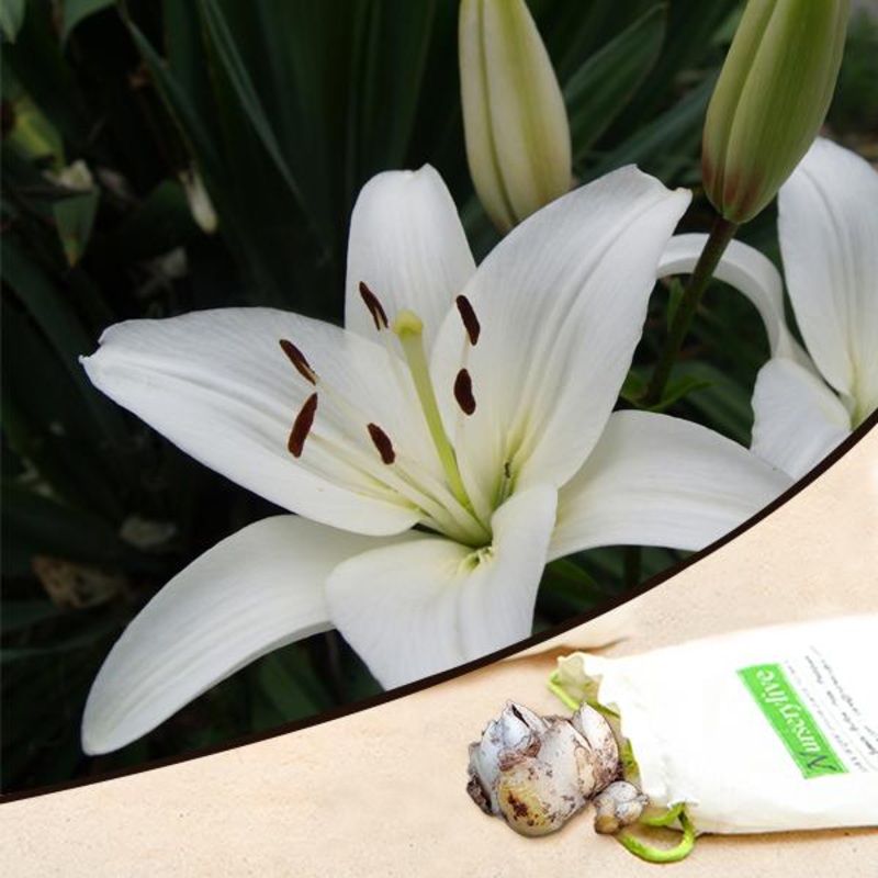 Asiatic Lily (White) – Bulbs|Set of 3|Set of 5