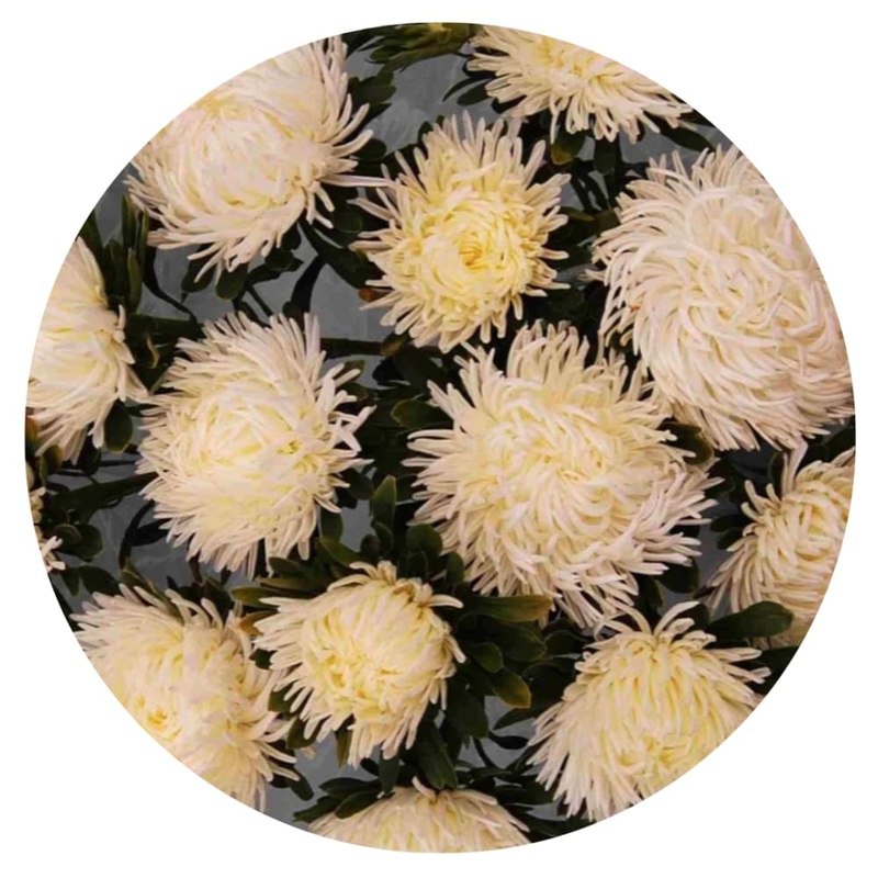 Aster Dragon Creamy White|30 seeds