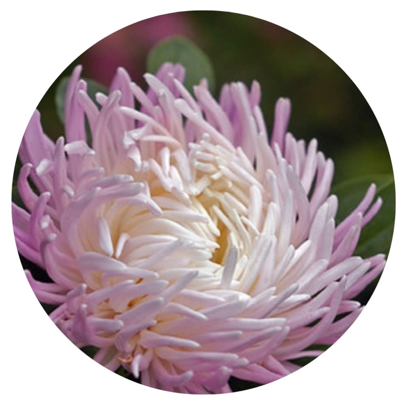 Aster Dragon Rose Frost|30 seeds