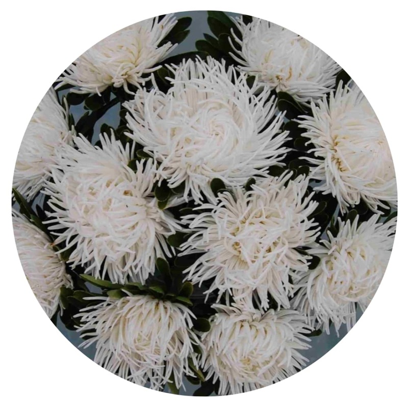 Aster Dragon White|30 seeds