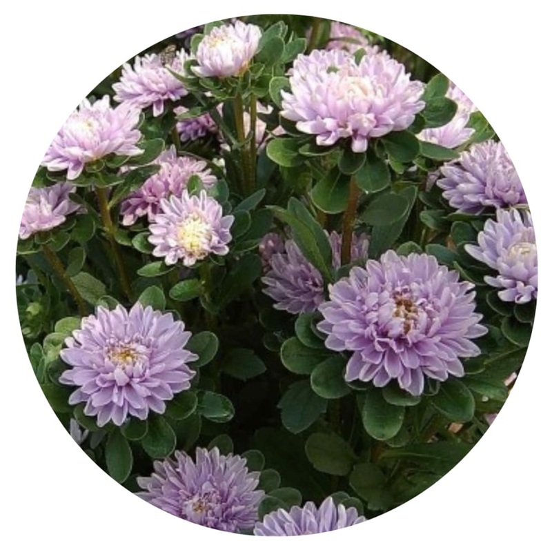 Aster Trobador Lavender|30 seeds|50 cm