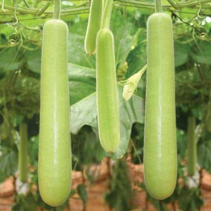 Bottle Gourd Extra Long – Organic Vegetable Seeds