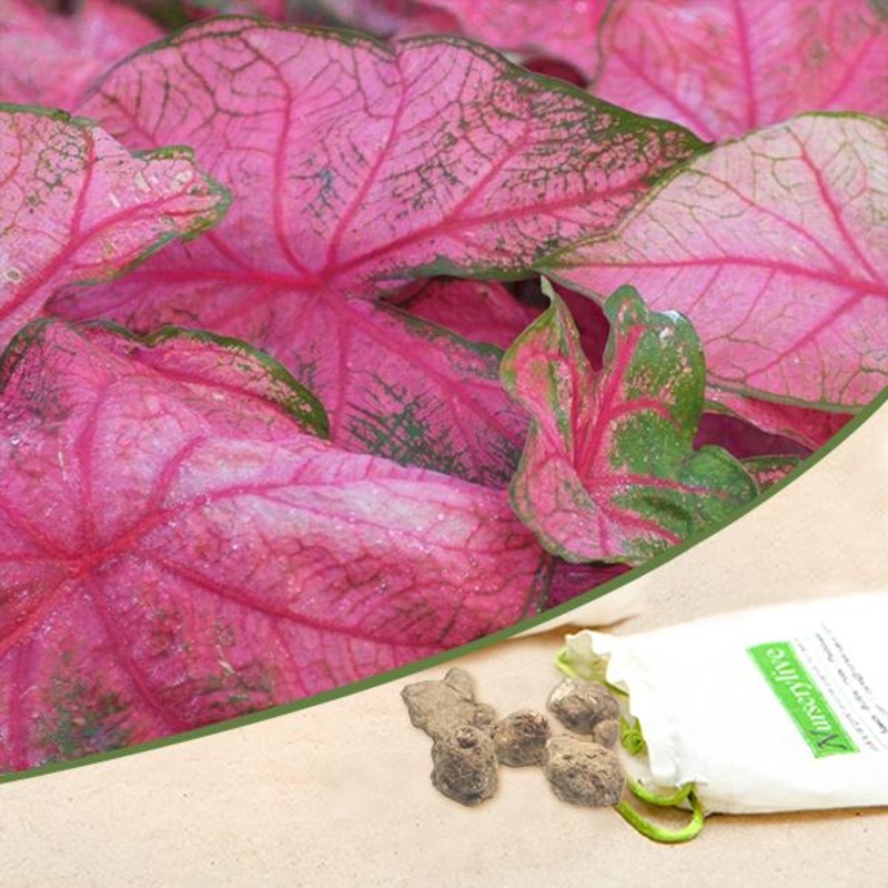 Caladium (Red, Pink) – Bulbs (set of 10)