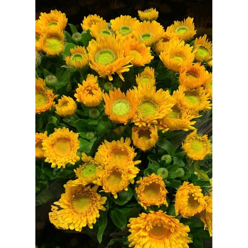 Calendula officinalis Greenheart Yellow | Pot Marigold | Double Blooms for Cutting