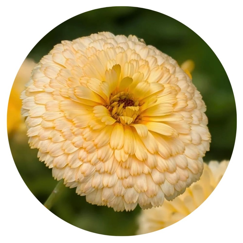 Calendula officinalis Pacific Apricot Beauty | Pot Marigold